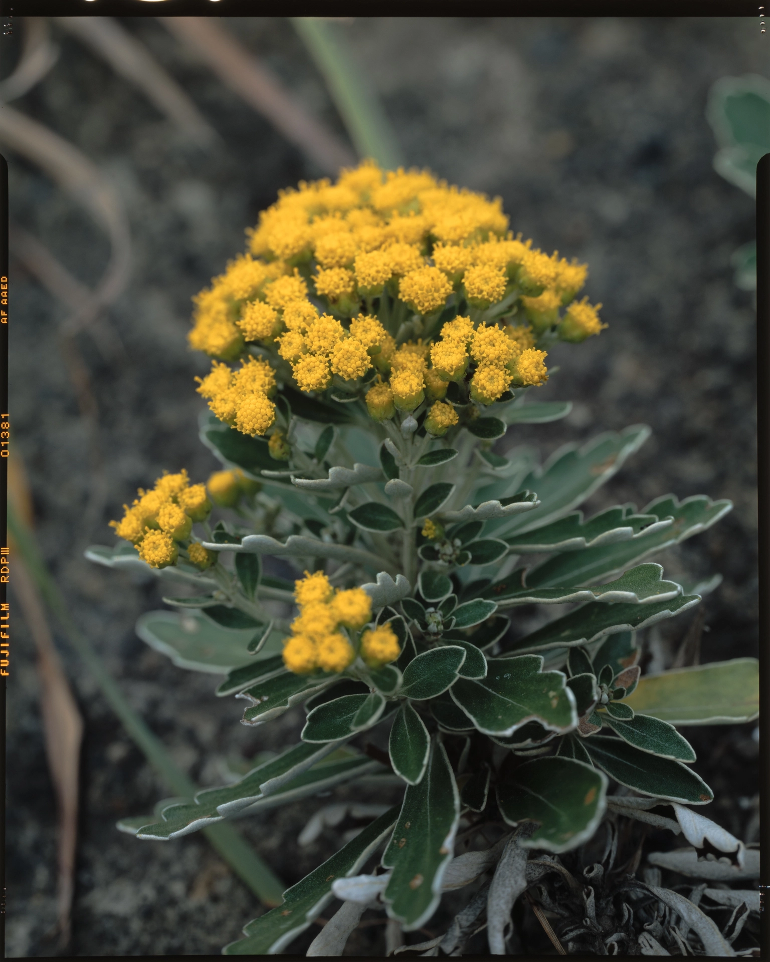 Chrysanthemum pacificum